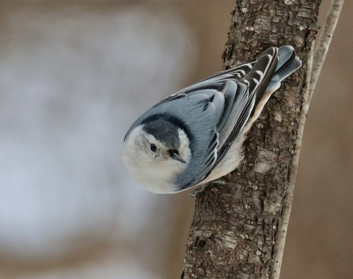 White-breasted Nuthatch - ML613388117