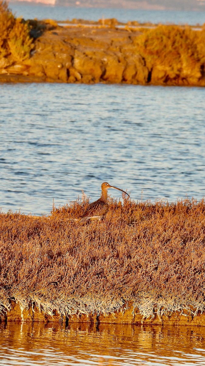 Eurasian Curlew - ML613388160