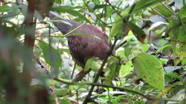 Andean Guan - ML613388172