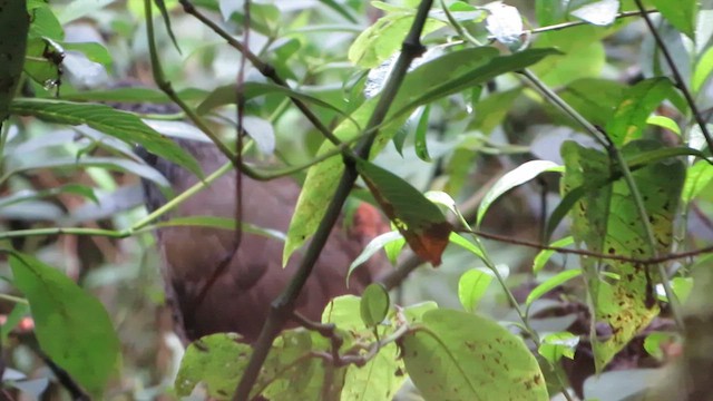 Andean Guan - ML613388173