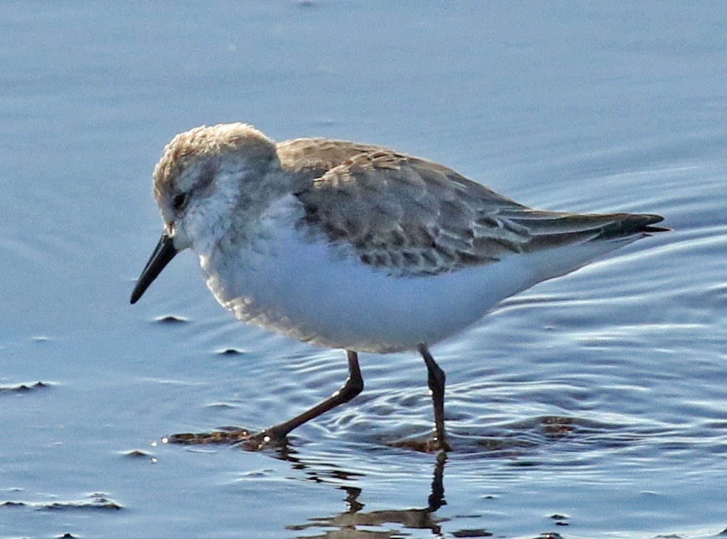 Semipalmated Sandpiper - ML613388187