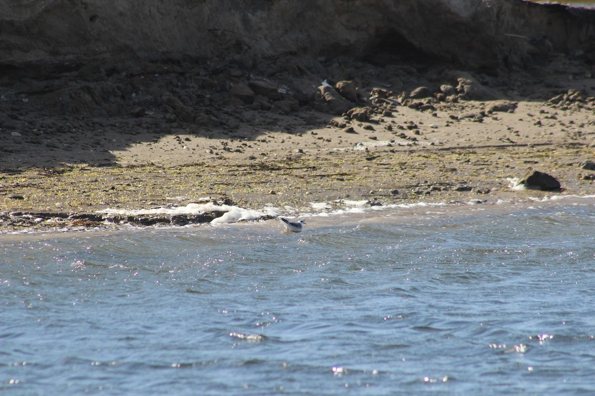 Phalarope à bec large - ML613388215