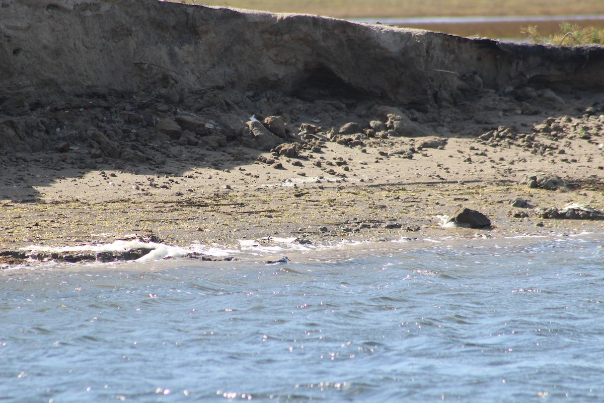 Red Phalarope - ML613388216