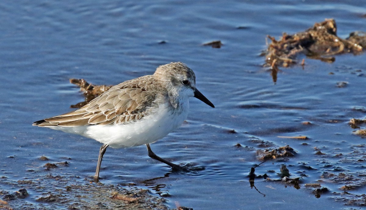 Semipalmated Sandpiper - Harvey  Tomlinson