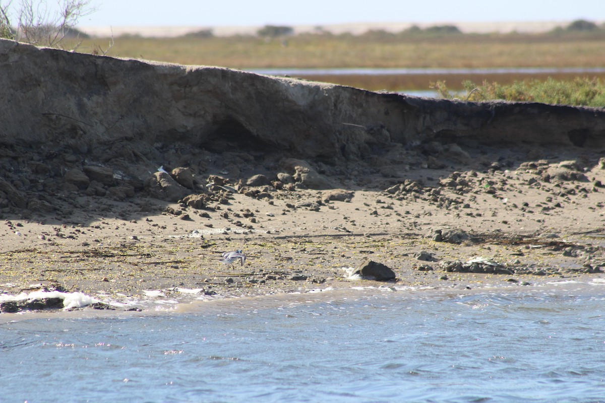 Red Phalarope - ML613388232