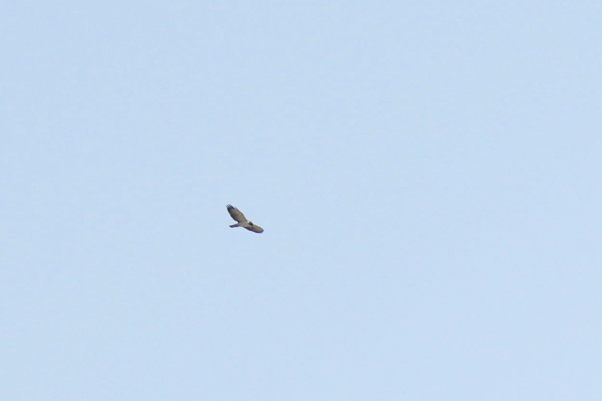 Short-tailed Hawk - Jorge Claudio Schlemmer