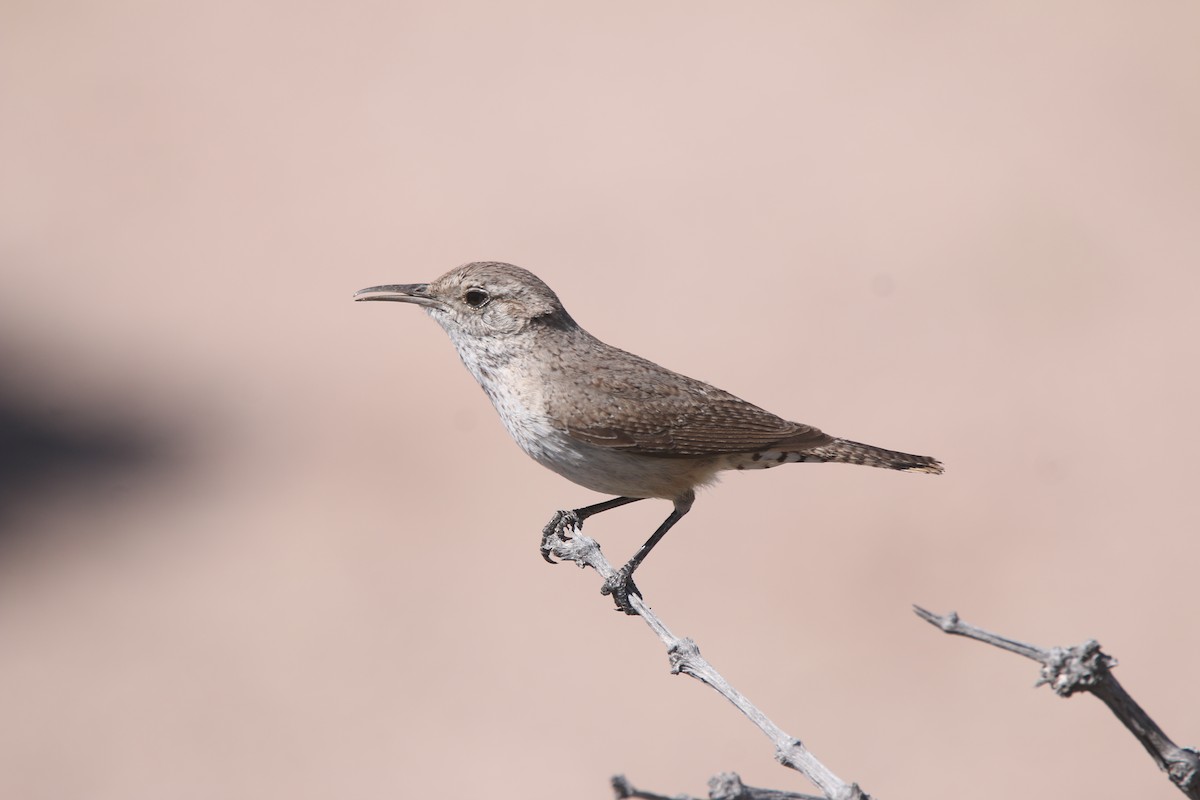 Rock Wren - ML613388314