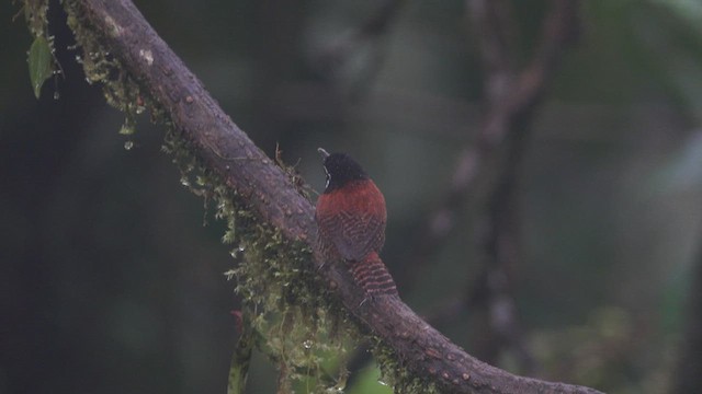 Troglodyte à calotte noire - ML613388328