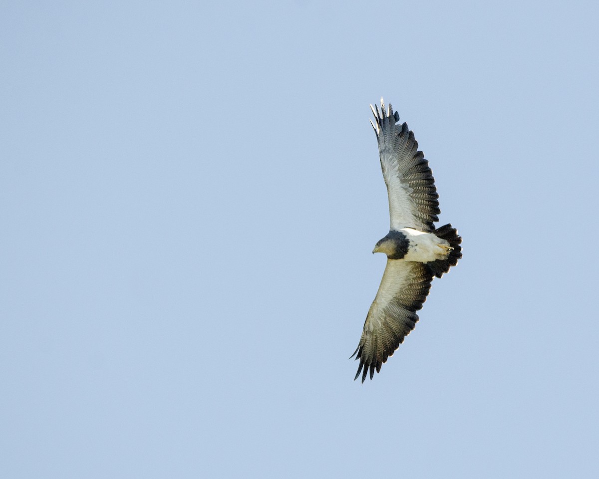 Black-chested Buzzard-Eagle - Ignacio Zapata