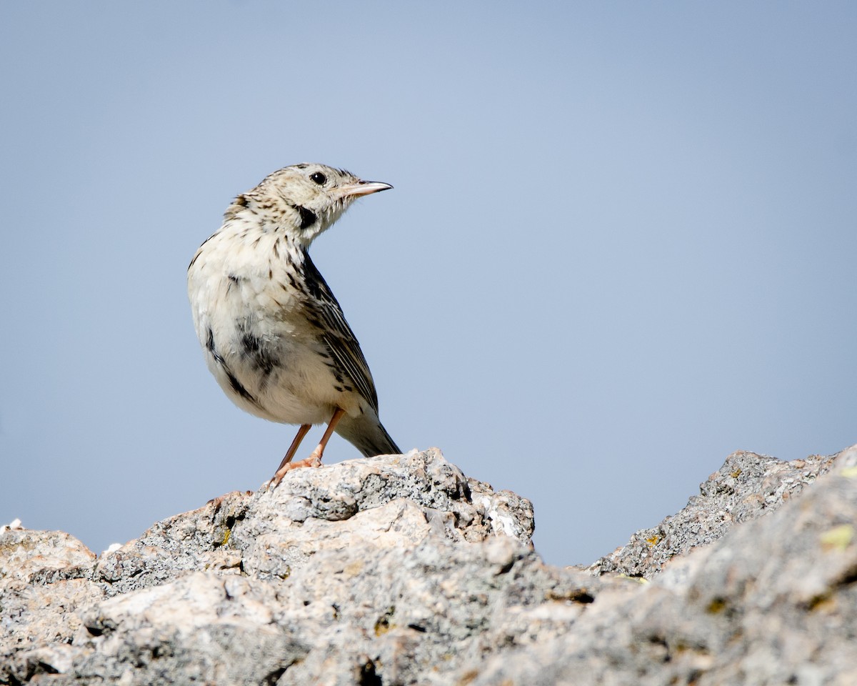 Hellmayr's Pipit - ML613388370