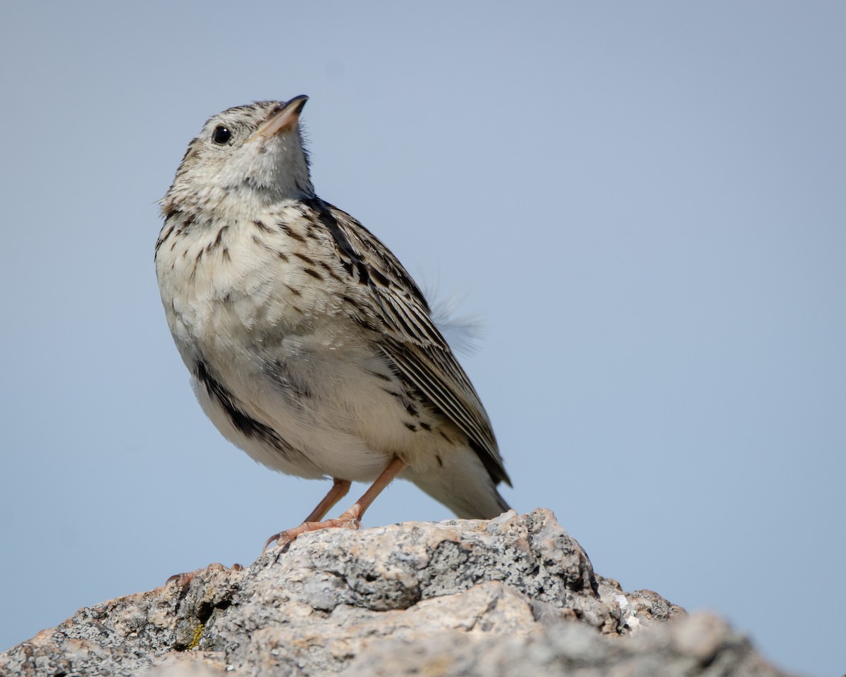 Hellmayr's Pipit - ML613388371