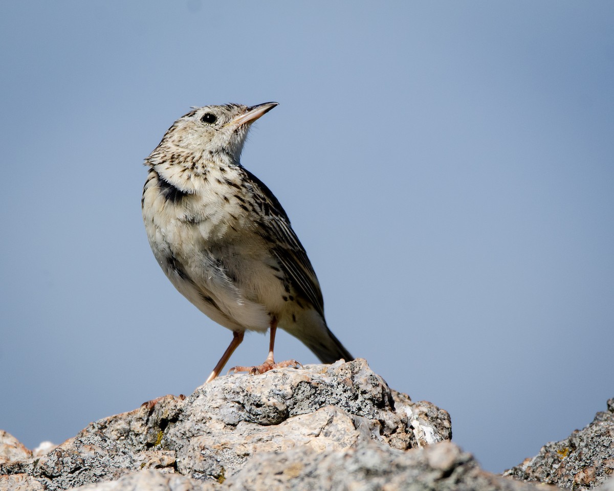 Hellmayr's Pipit - ML613388372