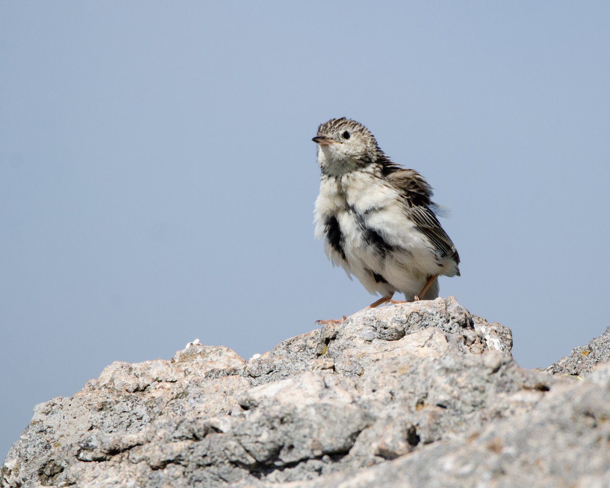 Hellmayr's Pipit - ML613388373