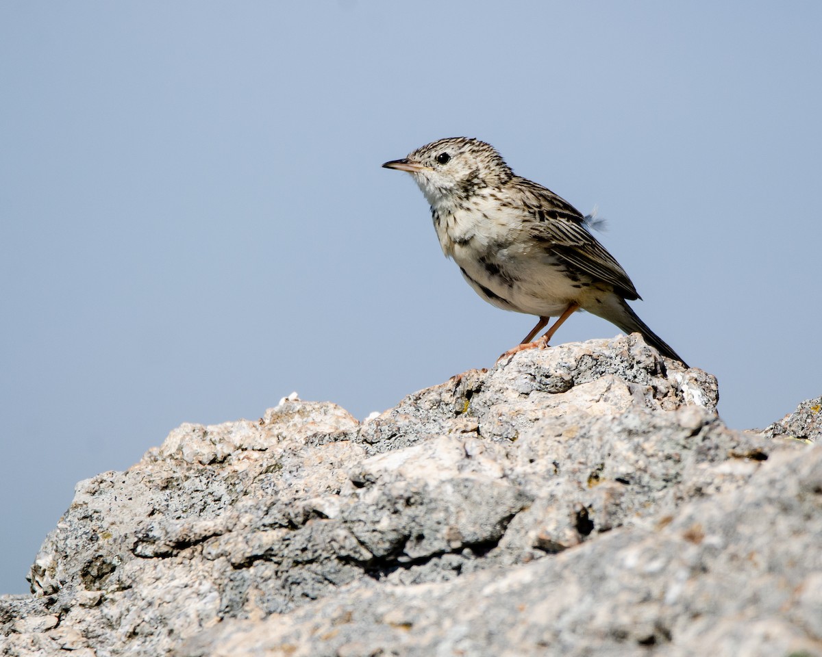 Hellmayr's Pipit - ML613388374