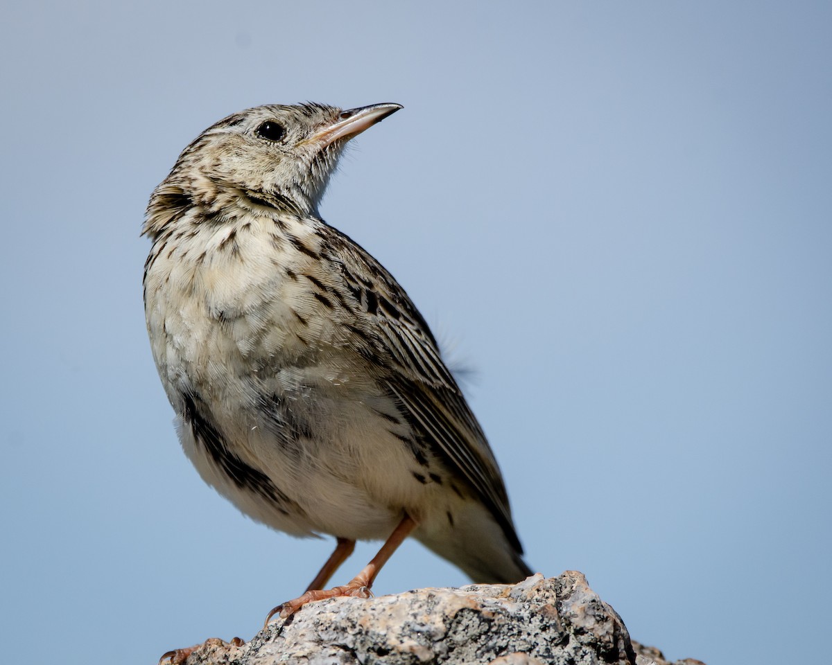 Hellmayr's Pipit - ML613388375