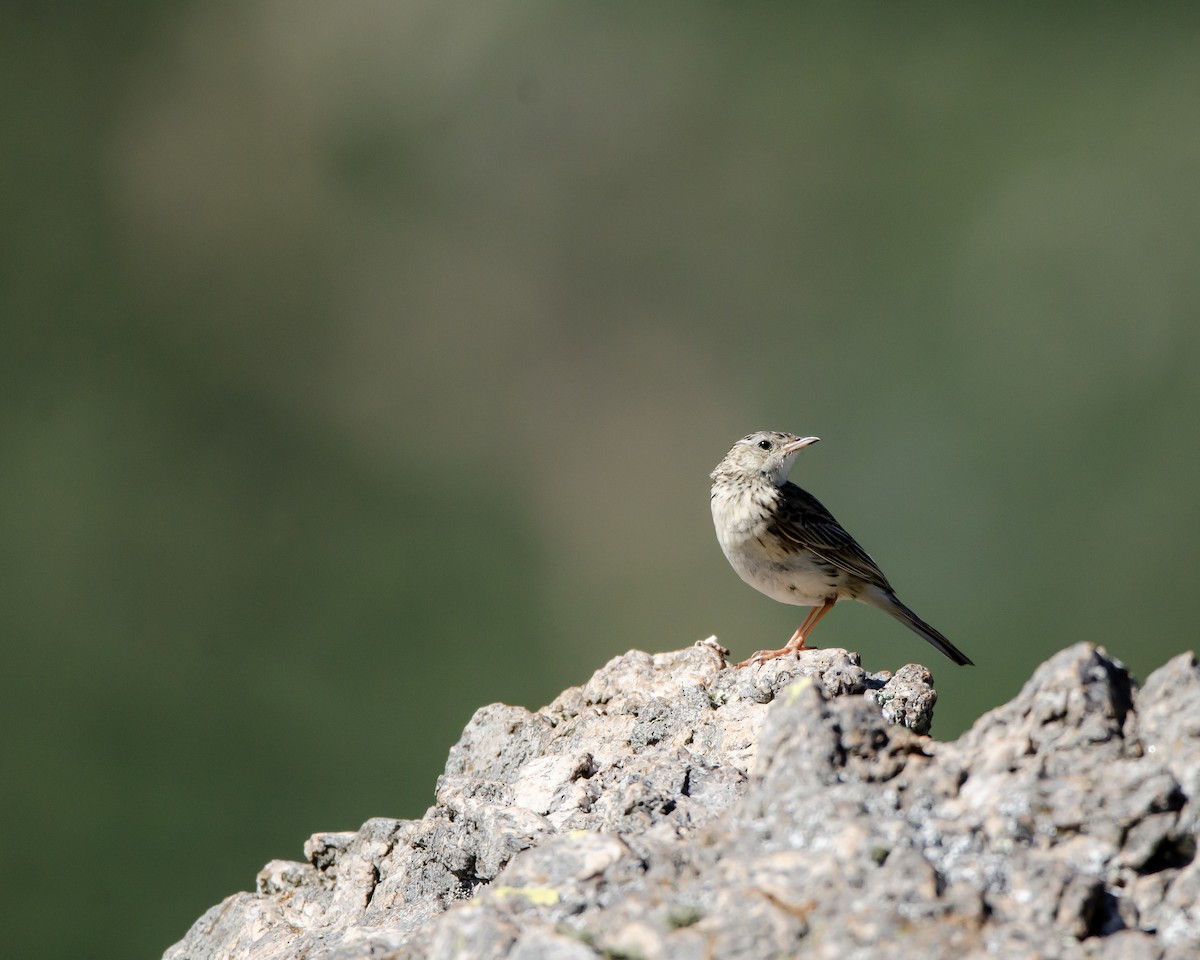 Hellmayr's Pipit - ML613388377
