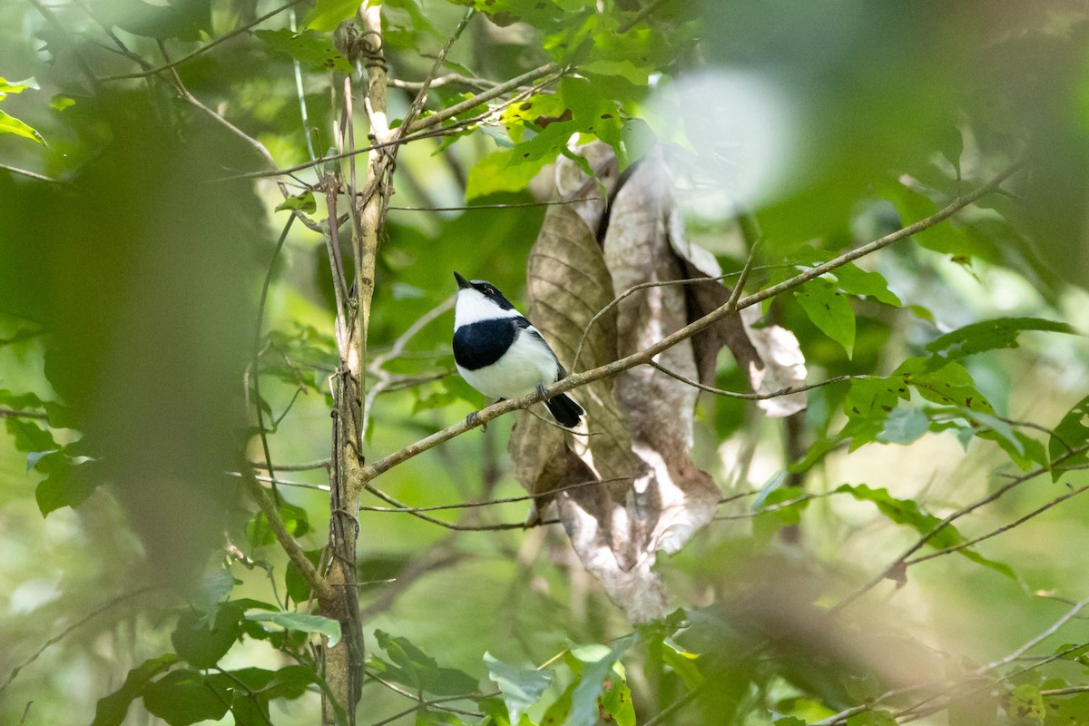 Malawi Batis - Damian Newmarch