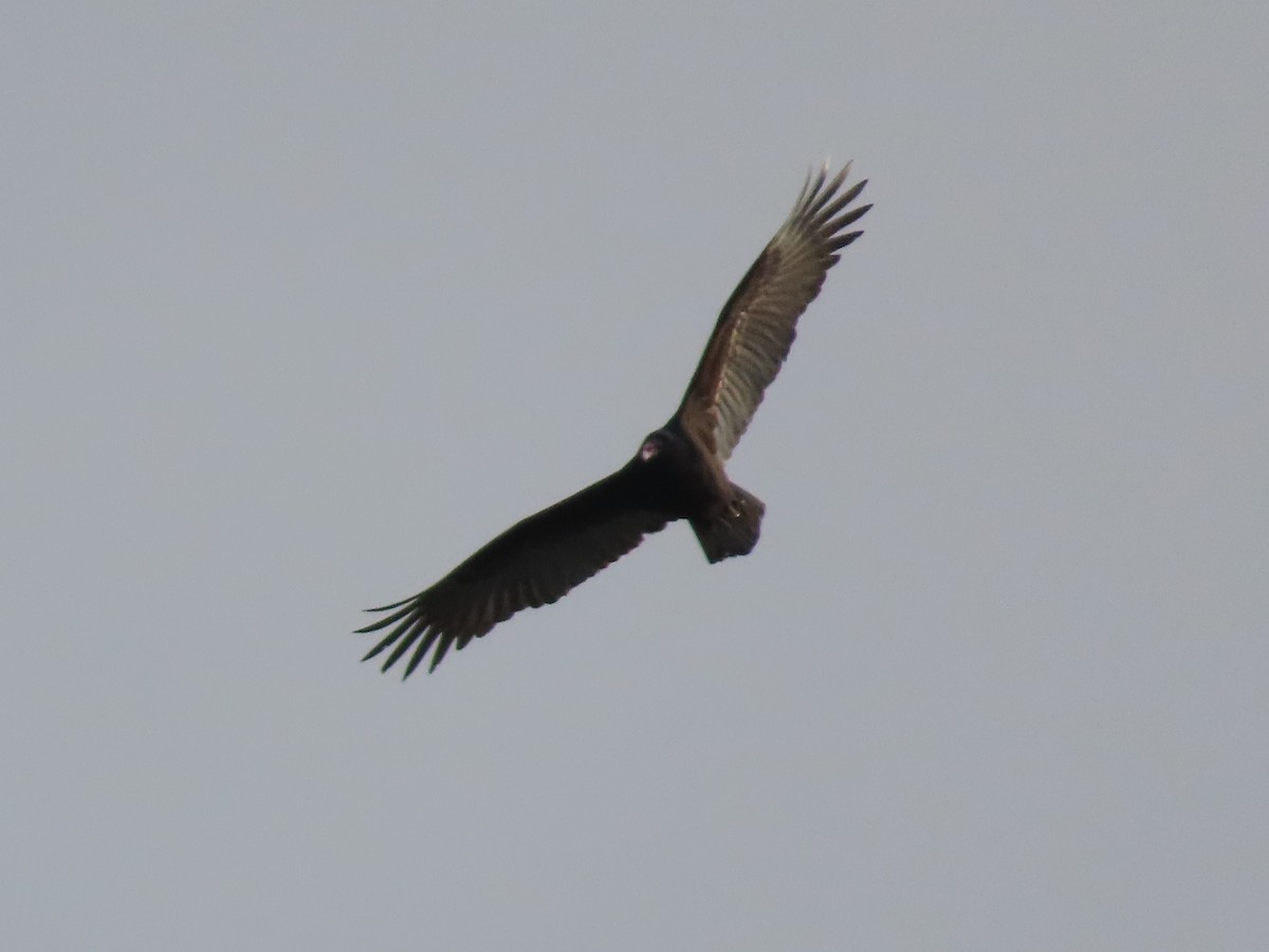 Turkey Vulture - ML613388385