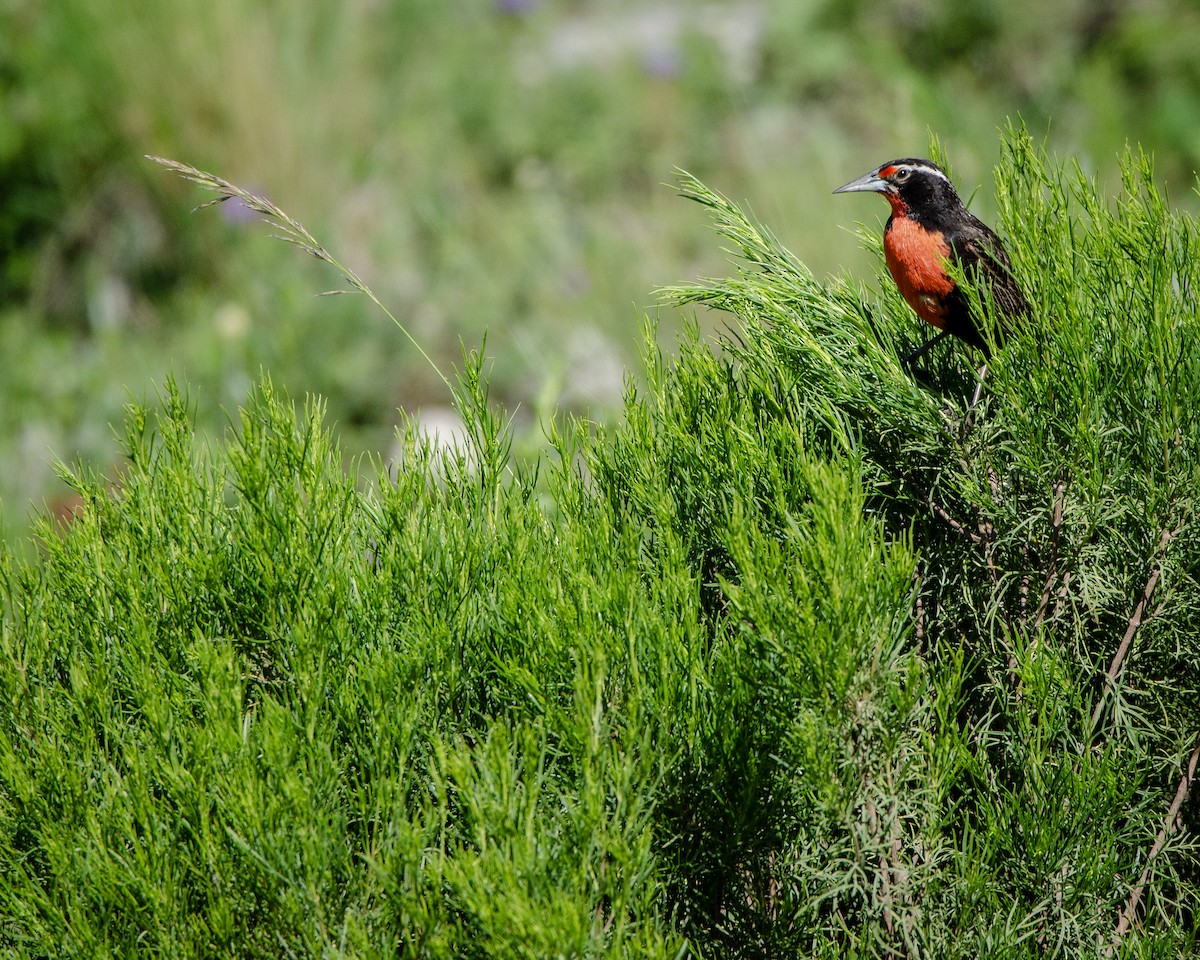 Long-tailed Meadowlark - ML613388404