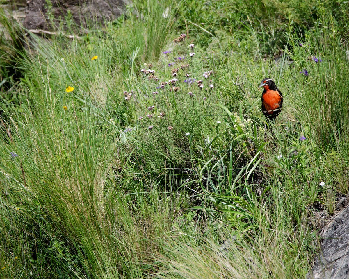 Long-tailed Meadowlark - ML613388405