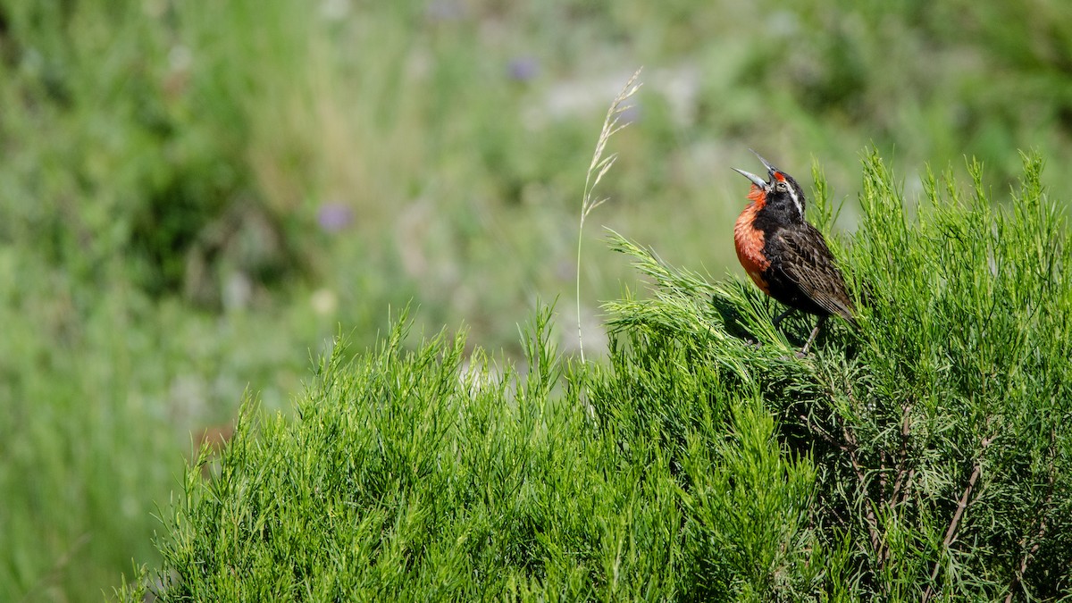 Long-tailed Meadowlark - ML613388406