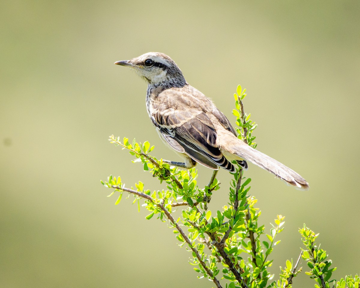 Chalk-browed Mockingbird - ML613388422