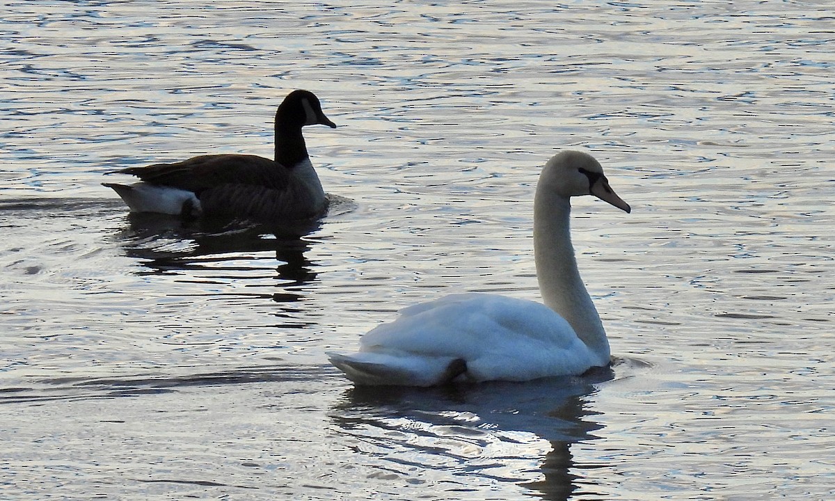 Mute Swan - John Wyatt