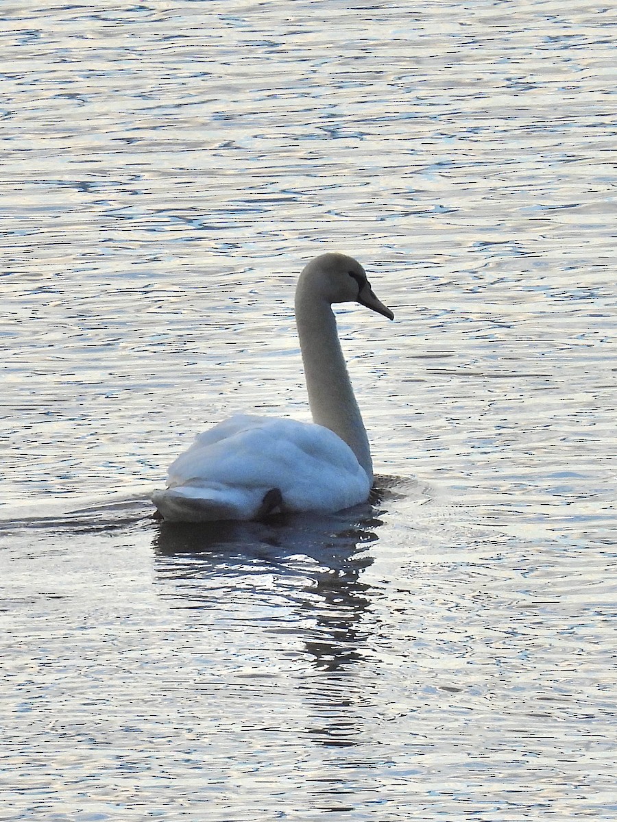 Cygne tuberculé - ML613388427