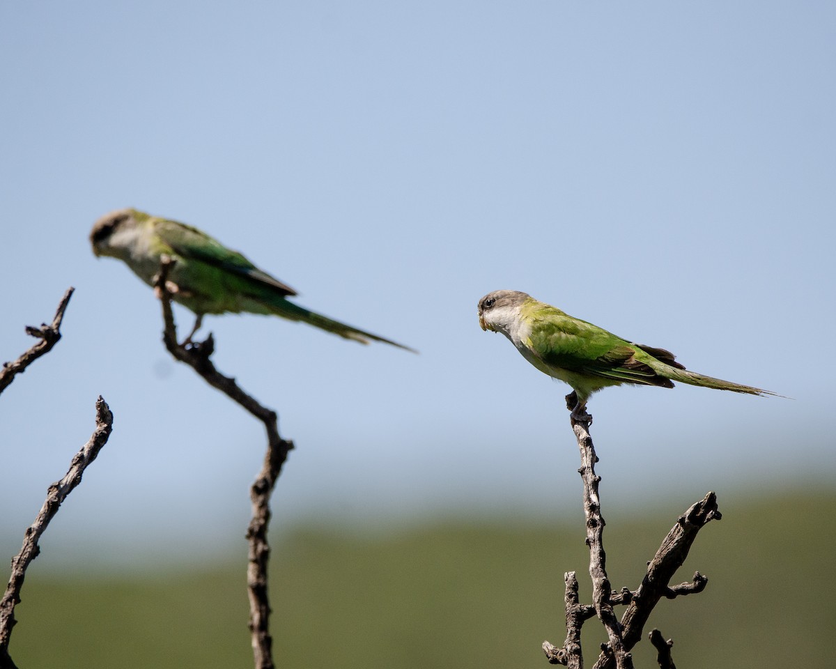 Gray-hooded Parakeet - ML613388433