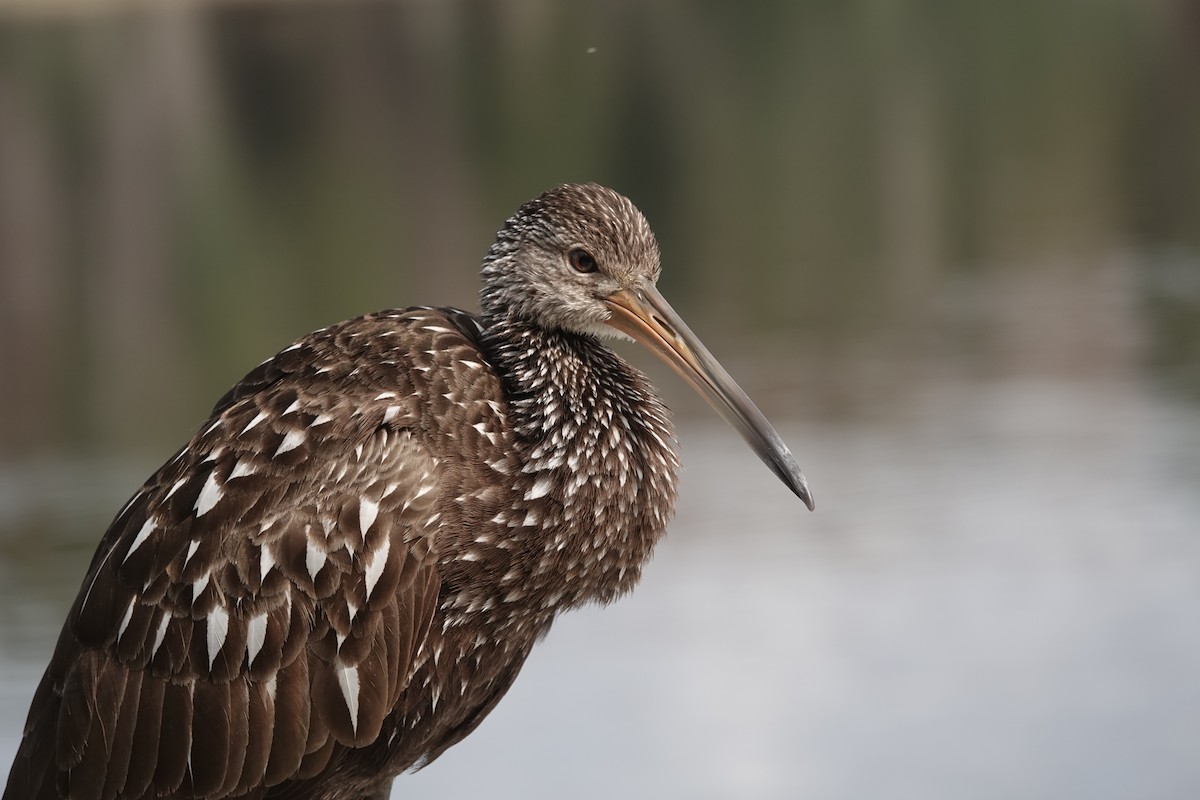 Limpkin - ML613388447