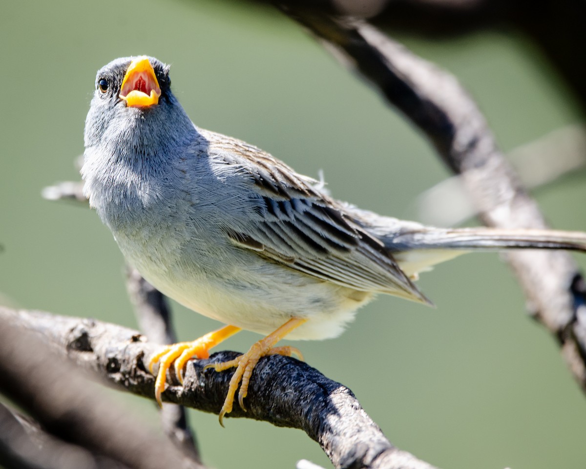 Band-tailed Sierra Finch - ML613388469