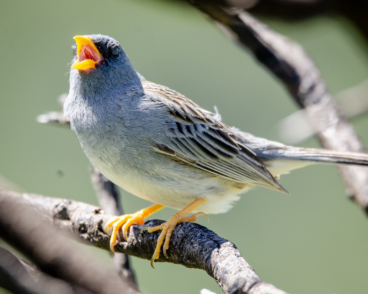 Band-tailed Sierra Finch - ML613388470