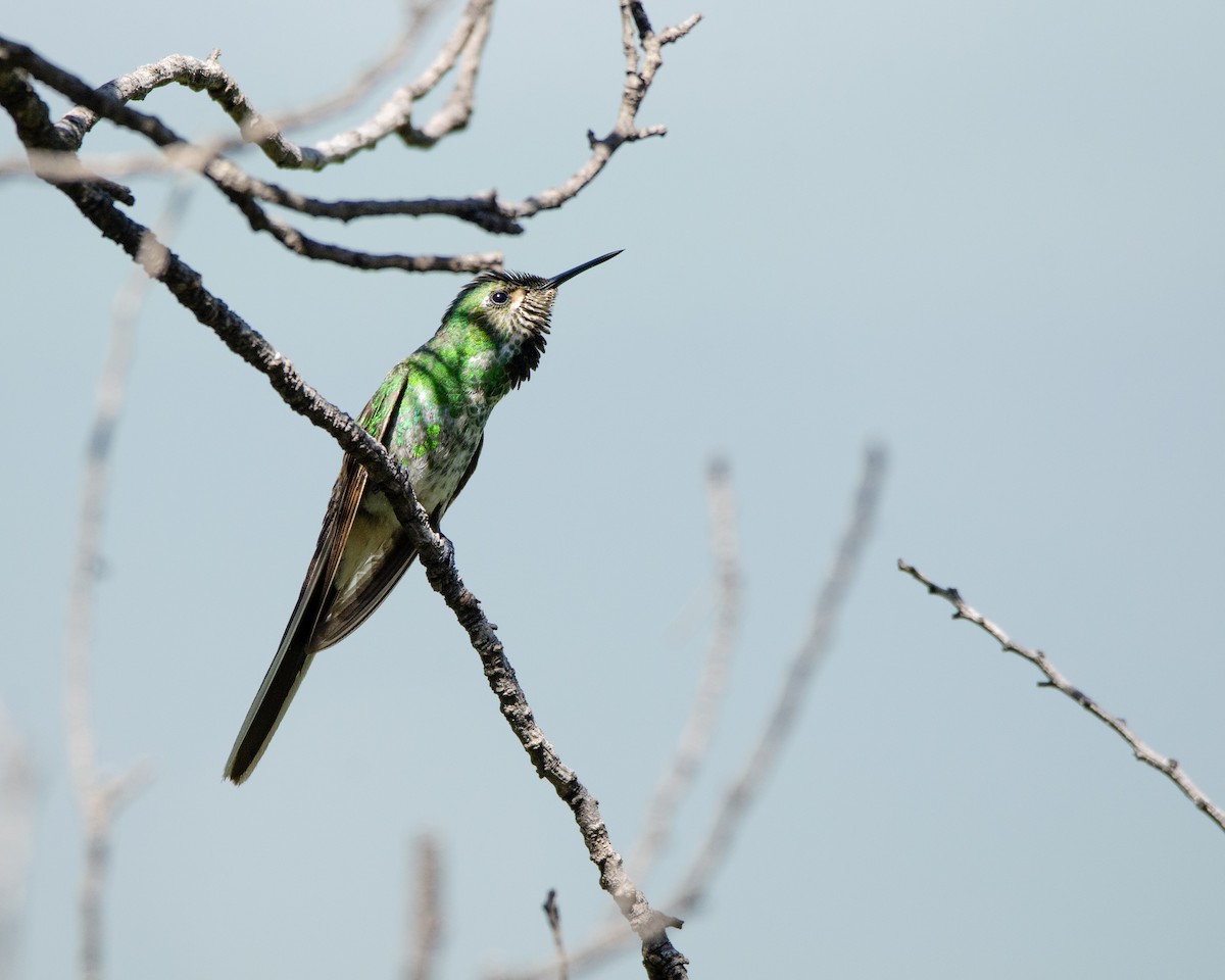 Red-tailed Comet - ML613388475