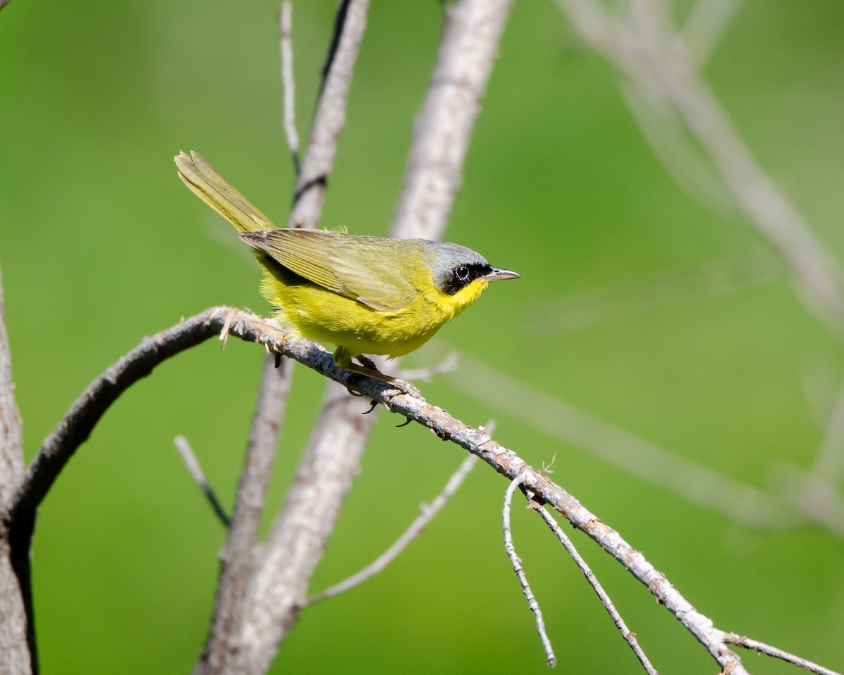 Southern Yellowthroat - ML613388487