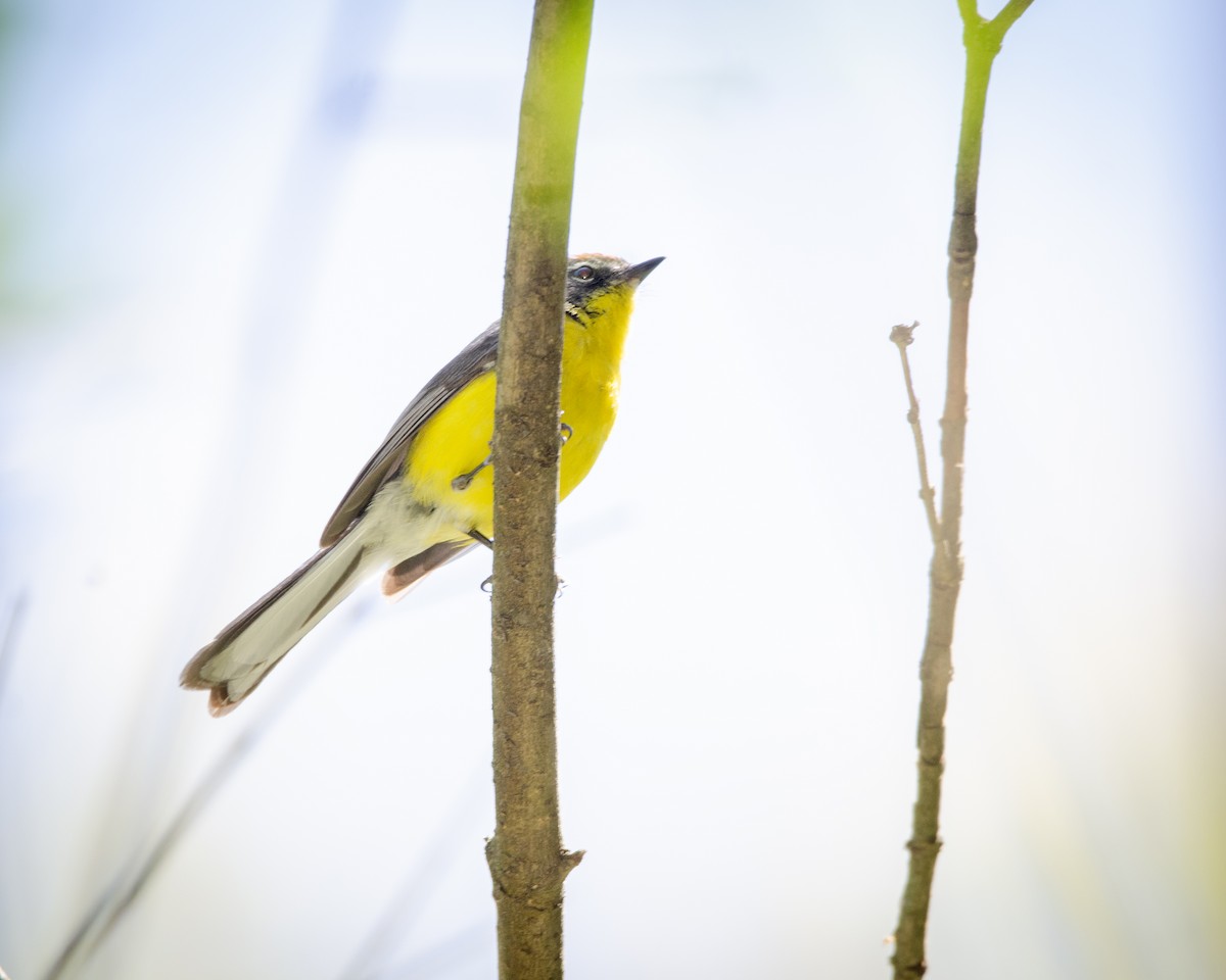 Brown-capped Redstart - ML613388492