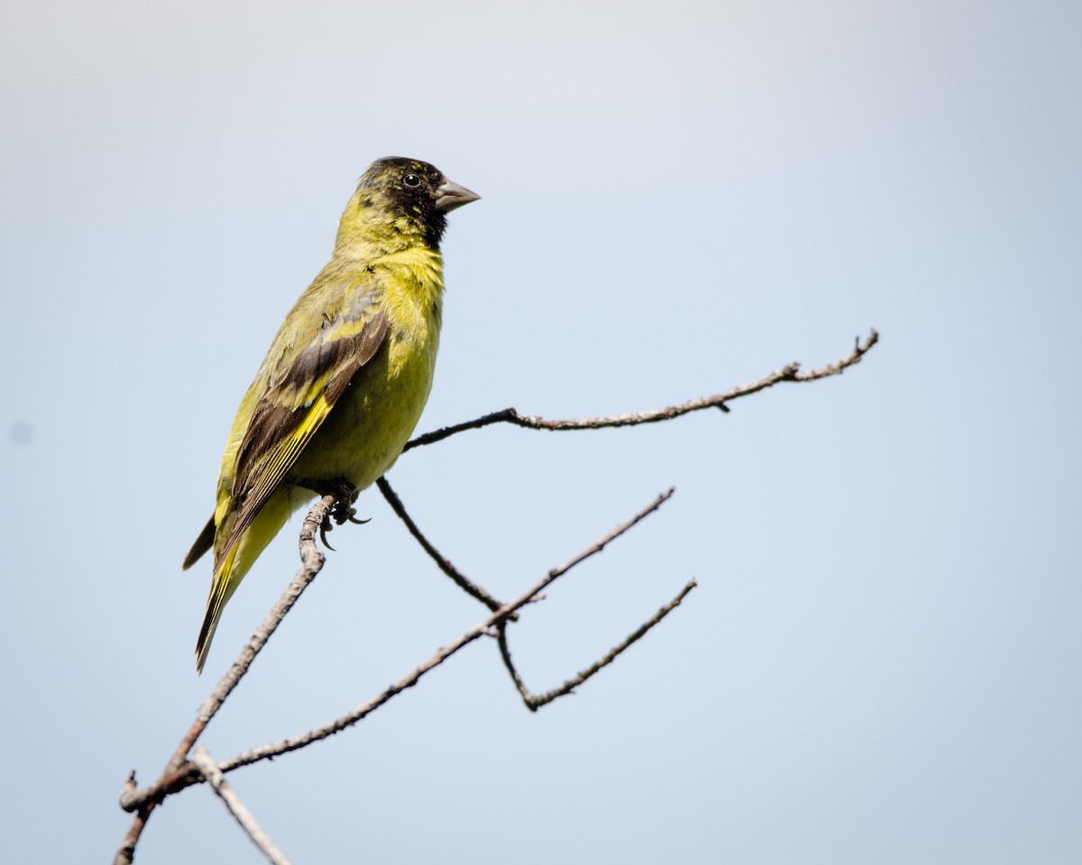 Hooded Siskin - ML613388498