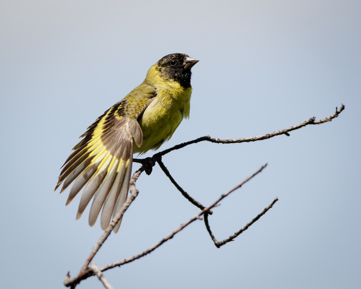 Hooded Siskin - ML613388499