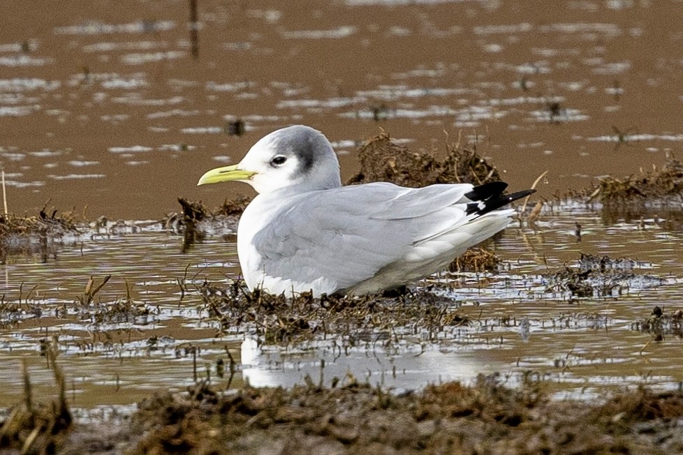 Mouette tridactyle - ML613388572