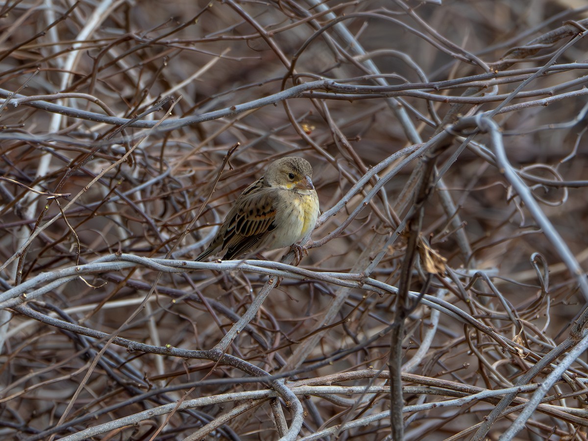 Dickcissel - ML613388593