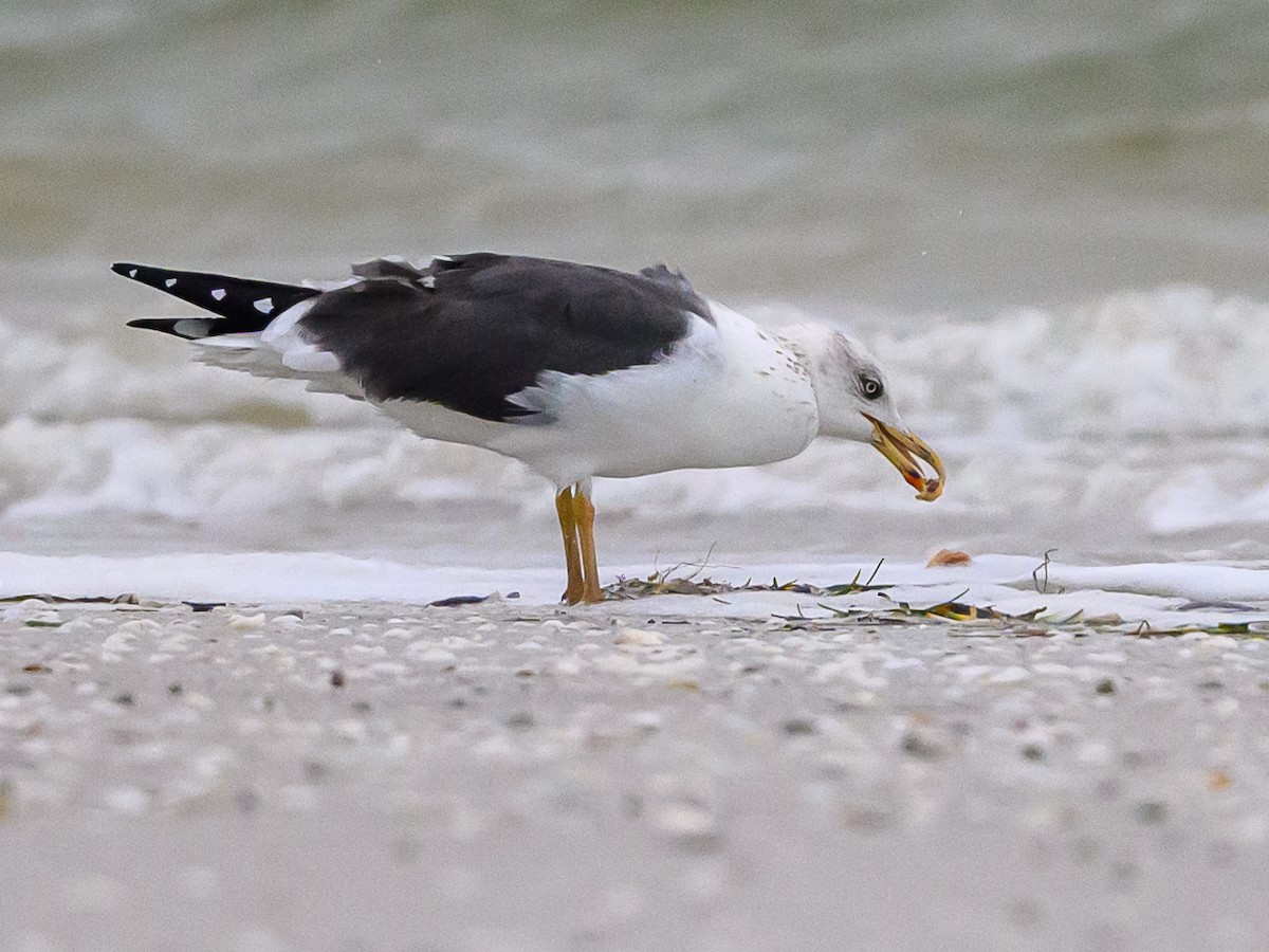 Бэсрэг цахлай - ML613388624