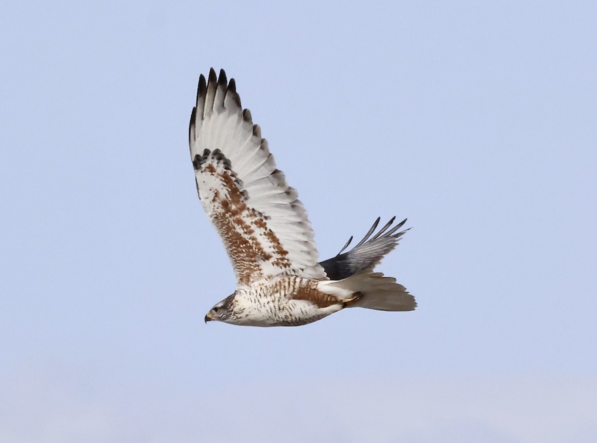 Ferruginous Hawk - Wendy Sanborn