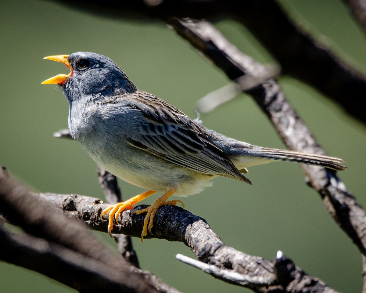 Band-tailed Sierra Finch - ML613388666