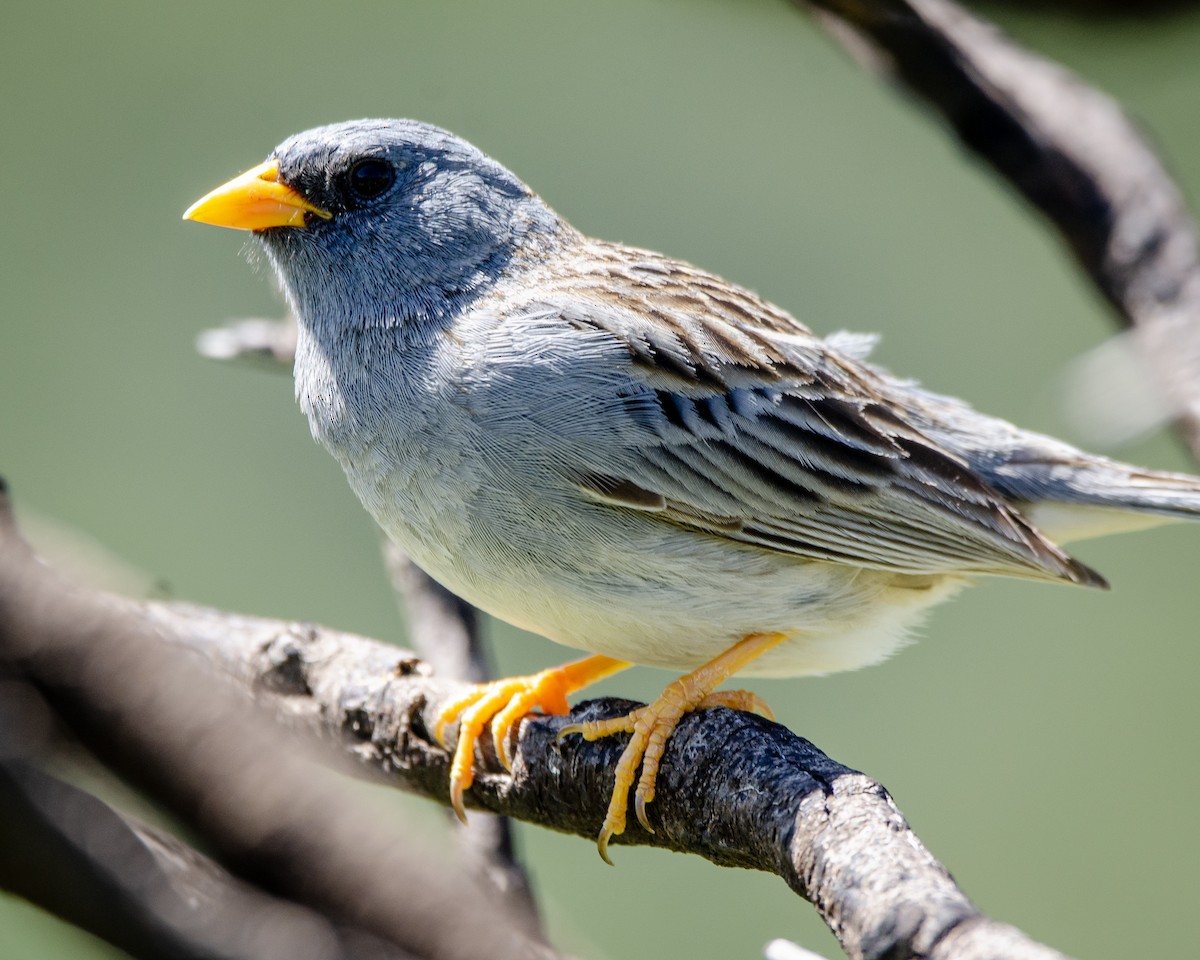 Band-tailed Sierra Finch - ML613388667