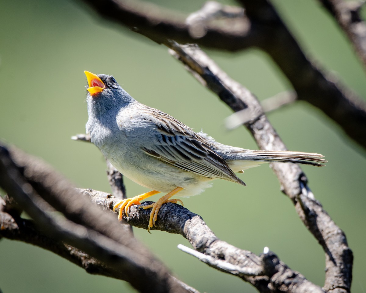Band-tailed Sierra Finch - ML613388668
