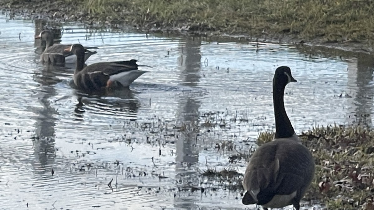 Greater White-fronted Goose - ML613388703