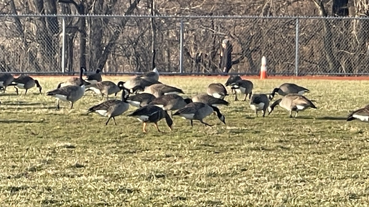 Greater White-fronted Goose - ML613388704