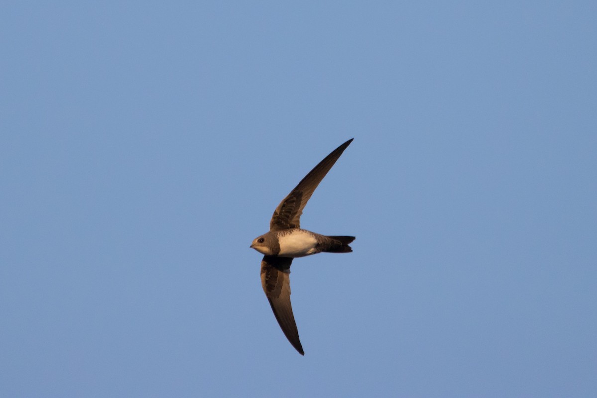 Alpine Swift - Damian Newmarch