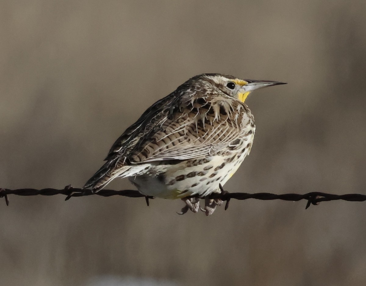 Western Meadowlark - ML613388753