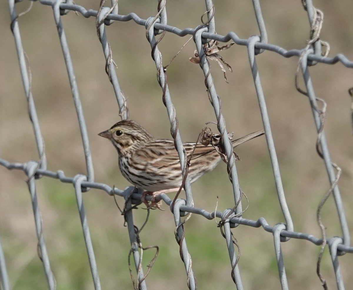 Savannah Sparrow - ML613388808