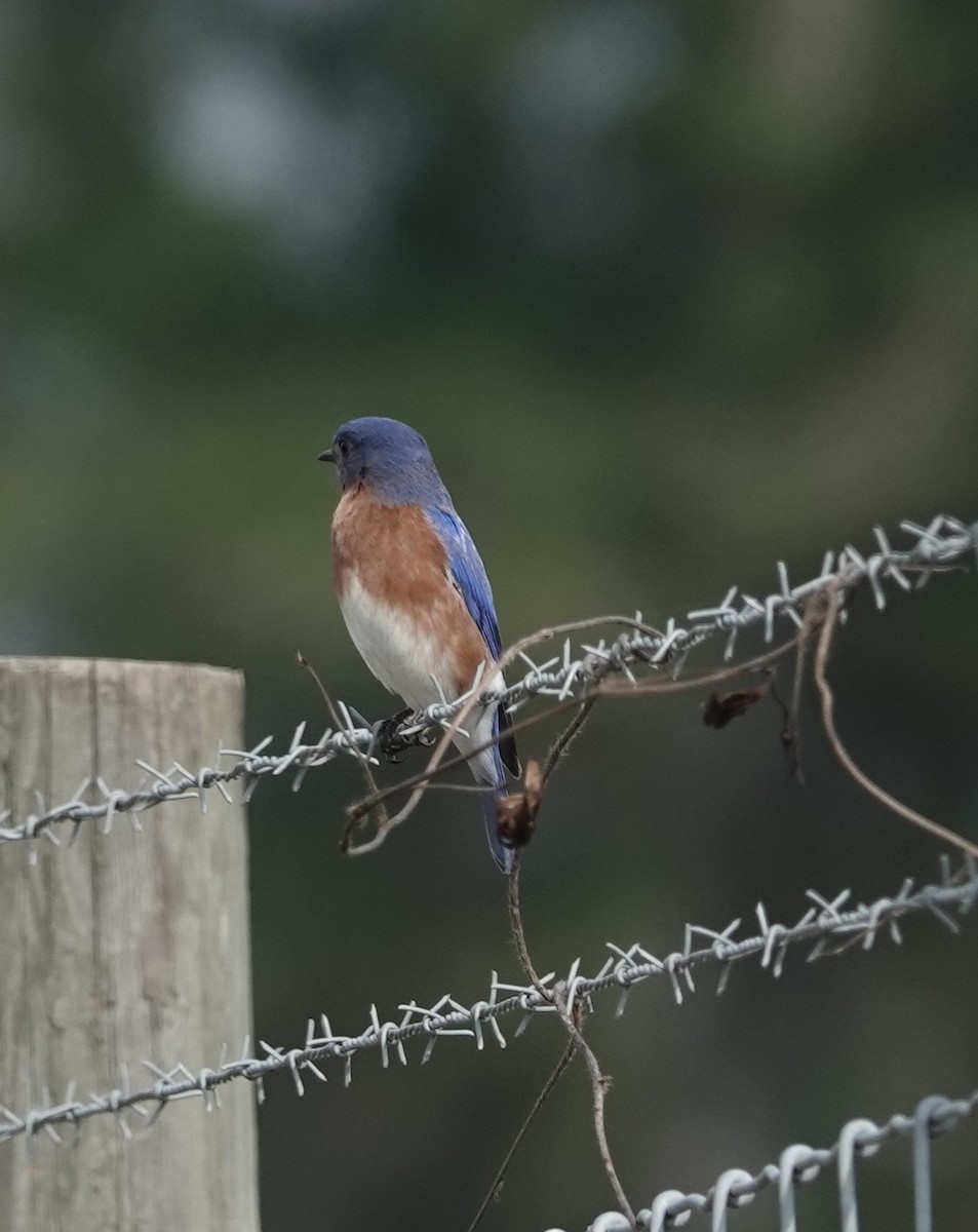 Eastern Bluebird - John  Paalvast